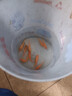 紅鯉魚苗淡養(yǎng)殖食用興國紅鯉魚塘魚缸好養(yǎng)耐活紅鯉魚苗冷水觀賞魚 精品紅鯉魚苗6-8cm 10條送10%防損 曬單實拍圖
