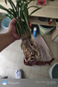 華香園蘭花 青山玉泉 建蘭白花素心綠爪 銘品蘭花苗濃香型 辦公室內盆栽 青山玉泉3苗連體裸根帶花苞 曬單實(shí)拍圖