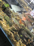 德彩德國進口七彩神仙小型魚糧金魚龍魚飼料三湖慈鯛發(fā)色龜糧全系列 七彩熱帶魚飼料 93g（送體驗裝） 曬單實拍圖
