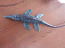 兒童玩具仿真動(dòng)物模型史前時(shí)代深海洋生物遠古巨獸認知魚(yú)擺件手辦 滄龍 曬單實(shí)拍圖