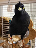 開元速學(xué)說話】八哥鳥食飼料速學(xué)說話抗拉稀型鷯哥專用亮毛肥膘營養(yǎng)糧 1袋裝【快速開口糧】 曬單實(shí)拍圖
