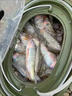 靠森 KAOOSEEN免開(kāi)溪流餌料馬口石斑鳑鲏白條通殺小物釣餌料野釣膿腥釣魚(yú)餌料 膿腥-【一擠即用免開(kāi)餌】 曬單實(shí)拍圖