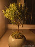 開時果 小葉赤楠盆景擺件 辦公室桌面綠植花卉好養(yǎng)盆栽植物源頭直發(fā)包郵 【熱銷款】哥窯浸墨盆+苔蘚+底座 曬單實拍圖