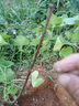 CHUANGSHIJI嫁接桃樹(shù)苗中秋黃金蜜4號 黃桃苗晚熟品種南北方種植當年結果樹(shù)苗 黃金蜜4號4年苗：當年結果 81cm(含)-110cm(含) 曬單實(shí)拍圖