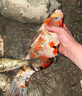 漁之源打窩勺遠(yuǎn)投料拋餌勺釣魚配件漁具垂釣用品80cm單桿空心勺頭 曬單實(shí)拍圖