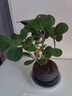 中夢(mèng)  小盼菩提樹盆栽帶果植物禪意擺件室內(nèi)花辦公室綠植盆景客廳好養(yǎng) 小盼菩提+舍得陶瓷盆+復(fù)古托盤 曬單實(shí)拍圖