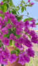 三角梅盆栽帶花發(fā)貨綠櫻四季開(kāi)花重瓣紅爬藤老樁漳紅櫻三角梅樹(shù)苗 【帶花】云南紫三角梅大苗約40cm【原盆原土】 帶盆栽好 曬單實(shí)拍圖