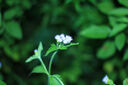 佳能（Canon）EF 50mm f/1.8 STM 標準定焦人像鏡頭  小痰盂三代 曬單實拍圖