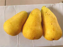 甘肅天水太婆梨香蕉梨當(dāng)季水果新鮮大頭梨茄梨現(xiàn)摘現(xiàn)發(fā)軟糯10斤 5斤 曬單實(shí)拍圖