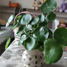 京厽高品質(zhì)品質(zhì)銅錢(qián)草水培植物老樁盆栽室內外水養大葉金錢(qián)不支持退貨 銅錢(qián)草帶葉子特惠款一盆 曬單實(shí)拍圖