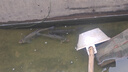 海名威 冷凍東海小黃魚 凈含量3斤(內(nèi)含3小包)  生鮮魚類 海鮮水產(chǎn) 海魚 曬單實(shí)拍圖