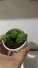 【玉墜多肉】植物懶人好養(yǎng)陽臺(tái)辦公室內(nèi)桌面可愛多肉精品新款綠植 玉墜4-5頭【塑料盆栽好】 曬單實(shí)拍圖
