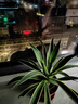 仙人掌植物沙漠霸王樹(shù)綠植造景彩春峰白毛柱量天尺象腿柱沙生綠植 【沙生植物】金邊龍舌蘭30-40cm+基地原盆 曬單實(shí)拍圖