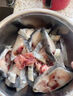 語森憶海參斑冰島進(jìn)口北極冰鮮去內(nèi)臟海參石斑魚海鮮海參魚深海魚無污染 海參斑1.9kg/一條 曬單實拍圖