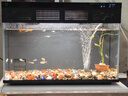 瘋狂水草孔雀魚活體水族寵物觀賞魚冷水耐活小型熱帶魚淡水魚苗 【3CM左右】精品孔雀魚A 共8條 曬單實拍圖