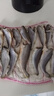 海云馨小黃魚 新鮮冷凍海鮮深海黃花魚 活魚速凍燒烤食材 【新鮮海捕】深海小黃魚4斤 曬單實拍圖