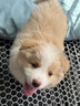 純種隕石邊牧幼犬邊境牧羊犬活體七白三通黑白金邊中型犬寵物小狗 血統(tǒng)級 金色 公 曬單實拍圖