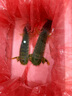 喵和漁【活鮮】鮮活石斑魚龍膽魚 活魚老虎斑鮮活海鮮 1.5-1.6斤/一條 曬單實(shí)拍圖