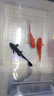 長(cháng)尾大紅草金魚(yú)鳳尾活魚(yú)冷水觀(guān)賞魚(yú)好養耐活淡水魚(yú)紅草魚(yú)短尾草金 23-25cm大紅草2條+黑金錦鯉1條 曬單實(shí)拍圖