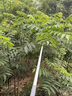 德國精工剪樹枝剪刀長桿伸縮新款高枝剪樹枝剪刀果樹高空 1.2-2米【伸縮款】鋸剪摘三用 曬單實拍圖