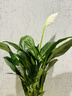 水培白掌一帆風(fēng)順盆栽帶花室內(nèi)客廳植物四季常青好養(yǎng)活新家綠植 A級白掌+繁星吸水盆 2盆裝 曬單實拍圖
