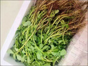 皓謙 馬齒莧新鮮 當季現挖野菜蔬菜馬蜂菜現挖現發(fā)長(cháng)壽菜瓜子菜 2.1斤 曬單實(shí)拍圖