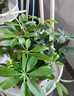 櫻霞【順豐上門】花卉植物室內(nèi)桌面凈化空氣水培小綠植好養(yǎng)活驅(qū)蚊盆栽 吊蘭+金鉆+七葉蓮 帶盆 曬單實(shí)拍圖