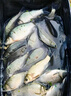 木允瑤魚(yú)味道神經(jīng)誘導素野釣餌料鯽魚(yú)散炮草魚(yú)餌誘魚(yú)劑的釣魚(yú)小藥野釣 神經(jīng)誘導素*100ml ( 1瓶體驗裝) 曬單實(shí)拍圖