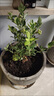 藍莓樹(shù)果苗藍莓苗盆栽地栽果苗帶大果南北方種植苗兔眼綠寶石果樹(shù) 5年苗_南大/帶葉帶土發(fā)貨 曬單實(shí)拍圖
