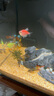 沐魚(yú)小球藻魚(yú)食藻片胡子大帆鼠魚(yú)迷宮異形魚(yú)飼料底棲蝦糧熊貓魚(yú)苗開(kāi)口 硬版100片（送軟版10片） 曬單實(shí)拍圖