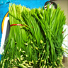 順豐包郵新鮮現(xiàn)摘韭菜苔韭菜花韭菜桿時(shí)令蔬菜農(nóng)家自種時(shí)令蔬菜 韭菜苔半斤 曬單實(shí)拍圖