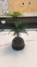 開時(shí)果 中式禪意小盆栽組合套裝 發(fā)財(cái)樹文竹綠植物辦公室內(nèi)花卉好養(yǎng)盆景 文竹+萬(wàn)重山+滿天星 含盆含土（每盆加送苔蘚） 曬單實(shí)拍圖