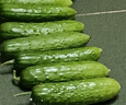 京地達(dá)黃瓜山東旱黃瓜 凈重5斤 單果80g+ 新鮮蔬菜源頭直發(fā)包郵 曬單實(shí)拍圖