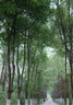 索尼（SONY） FE 35 F1.4 GM 全畫(huà)幅大光圈 定焦 G大師鏡頭 FE 35mm F1.4 GM 官方標(biāo)配【無(wú)UV/趣味濾鏡等配件】 曬單實(shí)拍圖