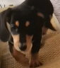 帥帥名寵北京犬舍 純種臘腸犬專業(yè)繁育寵物狗活體小狗幼崽幼犬　鐵包金 血統(tǒng)級 曬單實(shí)拍圖