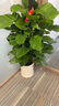 嘆為觀止大型植物發(fā)財(cái)樹各種大顆盆栽開業(yè)喬遷客廳辦公室內(nèi)好養(yǎng)大型花卉 大葉綠蘿【1.2-1.4米】 含盆 曬單實(shí)拍圖
