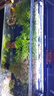 森森（SUNSUN）魚缸燈LED水草燈防水支架燈全光譜魚缸觀賞燈爆藻照明草缸燈 更薄更亮20W防水燈（適合110-120cm缸） 曬單實拍圖