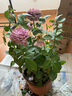 開(kāi)時(shí)果 月季玫瑰花苗帶花苞發(fā)貨 四季開(kāi)花特大花卉綠植物薔薇花陽(yáng)臺盆栽 紫美人【180#帶花苞】 1盆（開(kāi)花 包對版） 曬單實(shí)拍圖