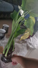 水培植物千手觀音盆栽?xún)艋諝馐覂?nèi)大葉滴水觀音龜背竹綠植吸甲醛 中號(hào)單顆3頭（40-50cm） 曬單實(shí)拍圖