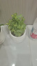 薄荷盆栽可食用大苗水培室內(nèi)驅(qū)蚊綠植迷迭香香草植物檸檬貓薄荷 精品大盆薄荷+白豎紋陶瓷盆 曬單實(shí)拍圖