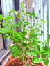 三角梅大苗盆栽綠櫻老樁三角梅室內(nèi)外植物四季好養(yǎng)活 三角梅大苗橙桑巴40-50厘米（不含盆） 曬單實拍圖