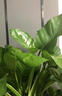臨雅新房除甲醛大葉綠蘿柱盆栽客廳大型綠植辦公室內凈化空氣好養植物 綠蘿柱1.3-1.4米[鉆石盆帶輪子] 曬單實(shí)拍圖