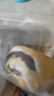 良品鋪?zhàn)尤溡慵t豆卷夾心面包豆沙包全麥歐包糕點(diǎn)雞蛋糕零食早餐點(diǎn)心 【超值】全麥椰香紅豆卷800g 曬單實(shí)拍圖