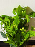 重瓣茉莉花盆栽帶芽苞濃香型室內綠植花卉驅蚊蟲(chóng)開(kāi)花四季好養包活 濃香茉莉花【驅蚊蟲(chóng)】大盆【可開(kāi)66朵花】+肥料 曬單實(shí)拍圖
