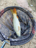 沃鼎王者神劍二代釣魚竿碳纖維超輕量大物鯽魚竿魚桿臺(tái)釣竿5.4米 6.5H 曬單實(shí)拍圖