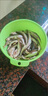 小白條刁子魚(yú)翹嘴新鮮活殺速凍餐條小白條淡水魚(yú)去腸家用商用批發(fā) 2斤中小號混裝（每斤20-40條） 曬單實(shí)拍圖