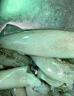 筆管魚(yú)新鮮冷凍野生海捕筆管魚(yú)小魷魚(yú)小海兔子現捕新鮮海鮮水產(chǎn) 筆管魚(yú)【1斤裝】 曬單實(shí)拍圖