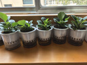 豆瓣綠青青葉碧玉 吸二手煙綠植凈化空氣除甲醛四季常 透明懶人儲(chǔ)水盆1盆 約15-25cm 曬單實(shí)拍圖