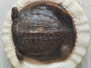 光州麻辣甲魚熟食即食整只鹵味甲魚團魚網(wǎng)紅麻辣鮮活食用鹵王八 400-450g五香 3只 曬單實拍圖