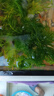 【真水草】草缸造景裝飾懶人魚(yú)缸水草蜈蚣草微景觀家用 綠菊1杯共10根【送沉底環(huán)】 曬單實(shí)拍圖